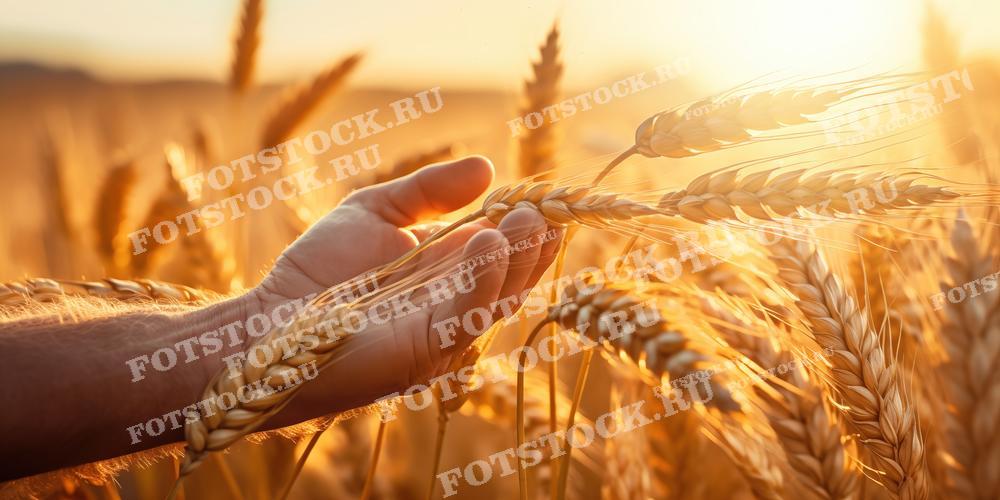 Фотография показывает руку человека, держащую колосья зрелой пшеницы на фоне поля, залитого теплым светом заката. Изображение символизирует сельское хозяйство, заботу о природе и богатство урожая.